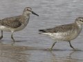 Red Knot Red Knot