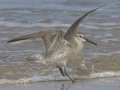 Red Knot Red Knot