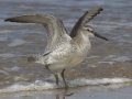 Red Knot Red Knot