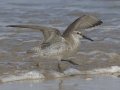 Red Knot Red Knot