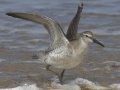 Red Knot Red Knot