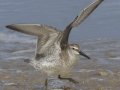 Red Knot Red Knot