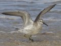 Red Knot Red Knot