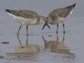 Red Knot Red Knot