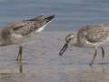 Red Knot Red Knot