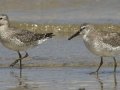 Red Knot Red Knot