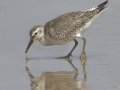 Red Knot Red Knot