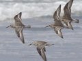 Red Knot Red Knot