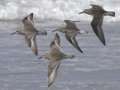 Red Knot Red Knot