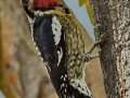 Red-naped Sapsucker