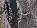 Red-naped Sapsucker