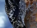 Red-naped Sapsucker