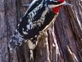 Red-naped Sapsucker