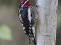 Red-naped Sapsucker