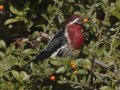Red-naped Sapsucker