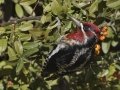 Red-naped Sapsucker