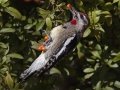 Red-naped Sapsucker
