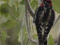 Red-naped Sapsucker