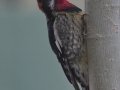 Red-naped Sapsucker