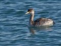 Red-necked Grebe
