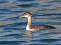 Red-necked Grebe