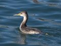 Red-necked Grebe