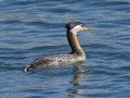 Red-necked Grebe