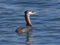 Red-necked Grebe