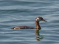 Red-necked Grebe