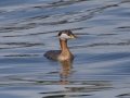 Red-necked Grebe