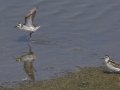 Red-necked Phalarope
