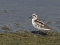 Red-necked Phalarope
