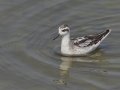 Red-necked Phalarope