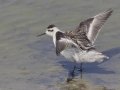 Red-necked Phalarope