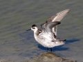 Red-necked Phalarope