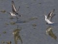 Red-necked Phalarope