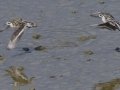Red-necked Phalarope