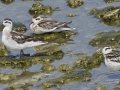 Red-necked Phalarope