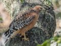 Red-shouldered Hawk - Dos Picos County Park, Ramona, San Diego County, California 12/30/2015