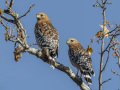 Red-shouldered Hawks - Dos Picos County Park, Ramona, San Diego County, California 2/21/2018
