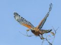 Red-shouldered Hawk - Dos Picos County Park, Ramona, San Diego County, California 2/21/2018