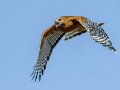 Red-shouldered Hawk - Dos Picos County Park, Ramona, San Diego County, California 2/21/2018