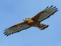 Red-shouldered Hawk - Dos Picos County Park, Ramona, San Diego County, California 2/21/2018