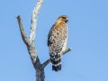 Red-shouldered Hawk - Ramona Grasslands Preserve, San Diego, California, 2/1/2018