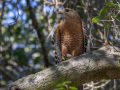 Red-shouldered Hawk - Dos Picos County Park, Ramona, San Diego County, California 3/6/2018