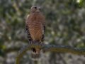 Red-shouldered Hawk - Dos Picos County Park, Ramona, San Diego County, California 3/6/2018