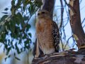Red-shouldered Hawk - Dos Picos County Park, Ramona, San Diego County, California 6/28/2017