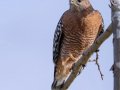 Red-shouldered Hawk - Dos Picos County Park, Ramona, San Diego County, California 12/25/2017