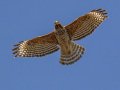 Red-shouldered Hawk - Ramona Grasslands Preserve, San Diego, California, 4/9/2018
