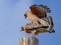 Red-shouldered Hawks - Kelly Ave, Ramona, San Diego, California, 2/21/2013